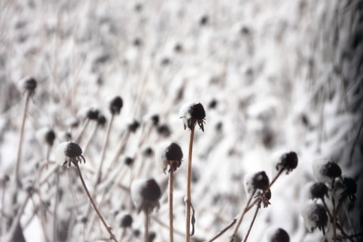 橋頭河畔雪地上的一些植物(有高人能指點這是什麼草嗎?)