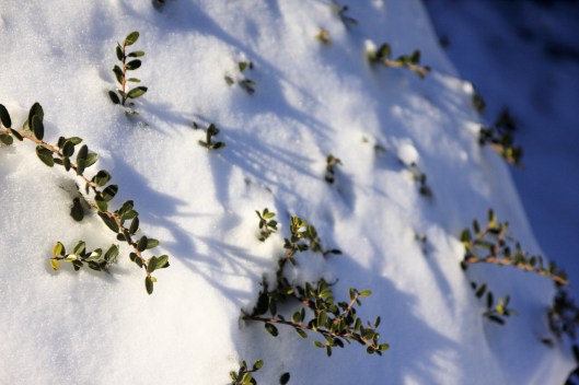 幾乎被積雪完全覆蓋的灌木叢